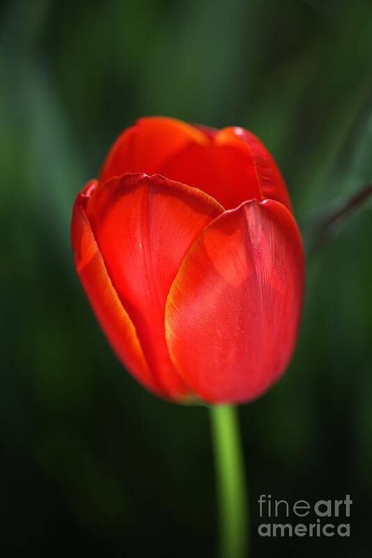 Tulip Poster featuring the photograph Tulip Red With A Hint Of Yellow by Joy Watson