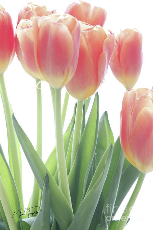 Beauty In Nature Poster featuring the photograph Tulips on White by Mark Triplett