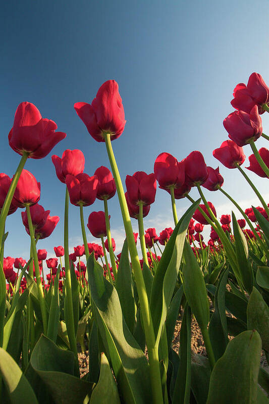 Tulips Poster featuring the photograph Tulips Looking Up by Michael Rauwolf