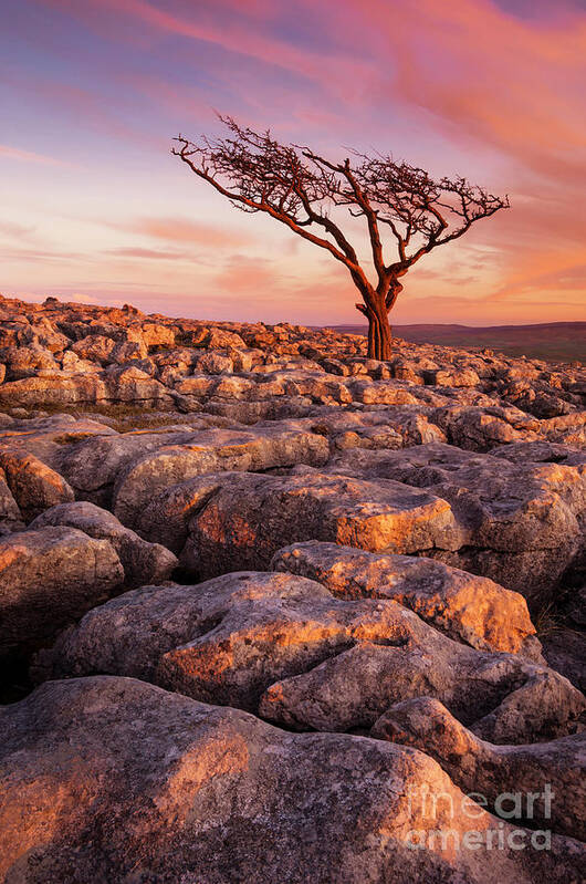 Yorkshire Dales Poster featuring the photograph Twisted tree in Limestone pavement at Twistleton Scar, Ingleton, Yorkshire Dales National Park,UK by Neale And Judith Clark