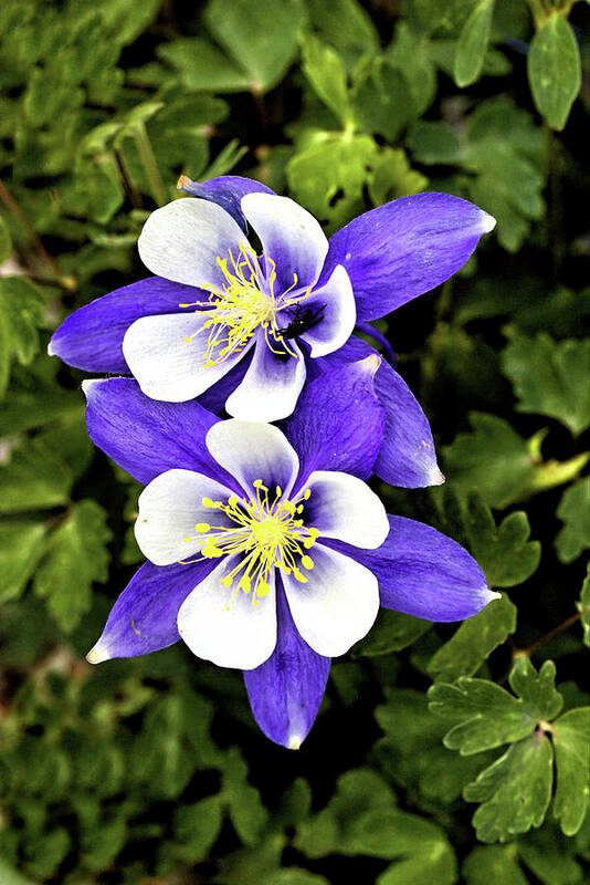 Flowers Poster featuring the photograph Two Blue Columbines by Bob Falcone