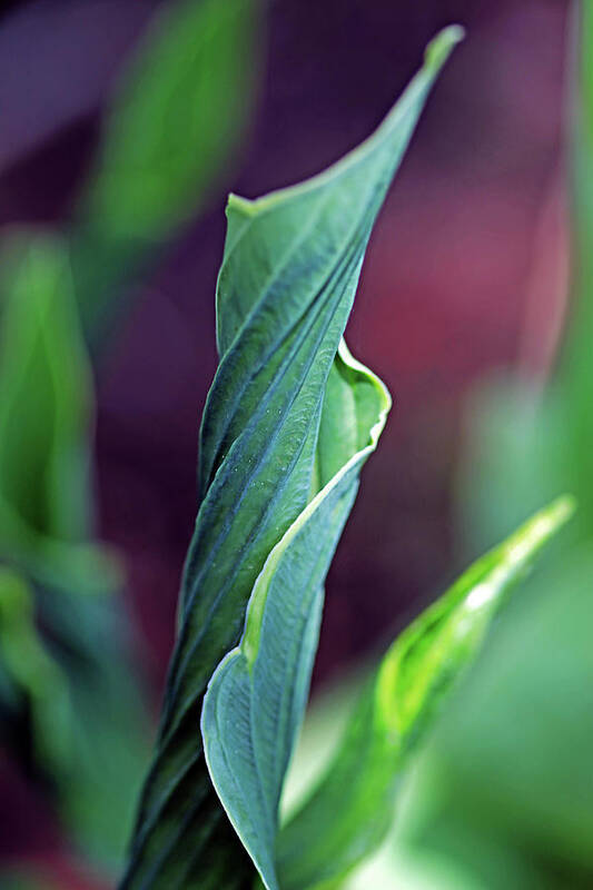 Hosta Poster featuring the photograph Unfurling Hosta Leaf by Debbie Oppermann