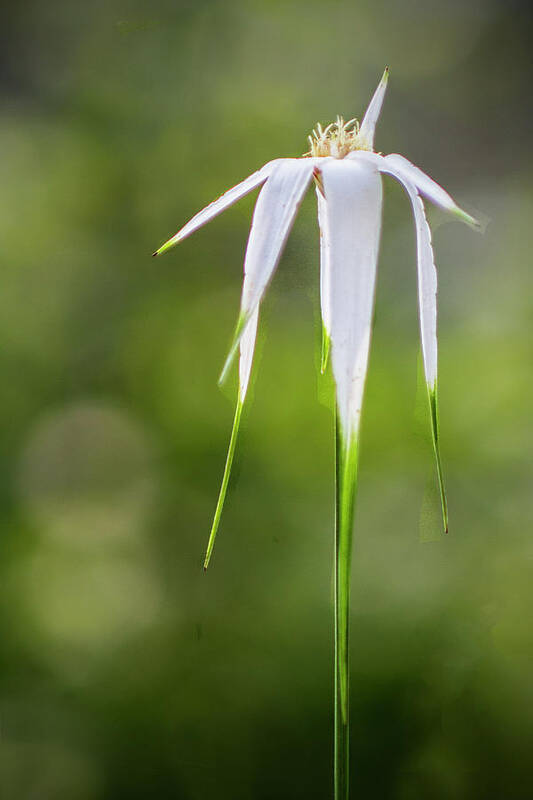 Wildflower Poster featuring the photograph White-topped Sedge Wildflower in the Croatan National Forest by Bob Decker