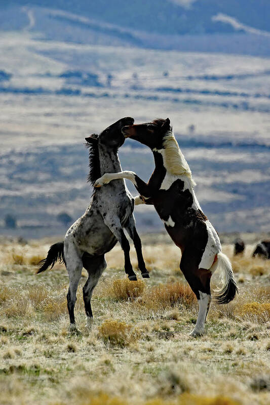 Utah Poster featuring the photograph Up In Arms, Onaqui Wild Horse by Jennifer Robin