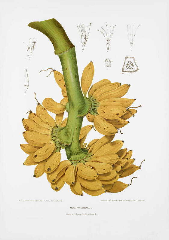 Vintage Fruit Illustration Poster featuring the drawing Vintage botanical illustrations - Banana by Madame Berthe Hoola van Nooten