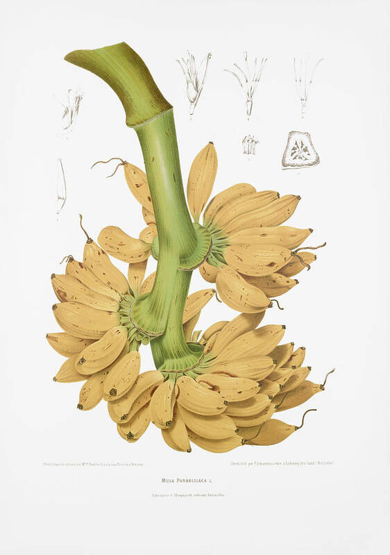 Vintage Fruit Illustration Poster featuring the drawing Vintage botanical illustrations - Banana by Madame Berthe Hoola van Nooten