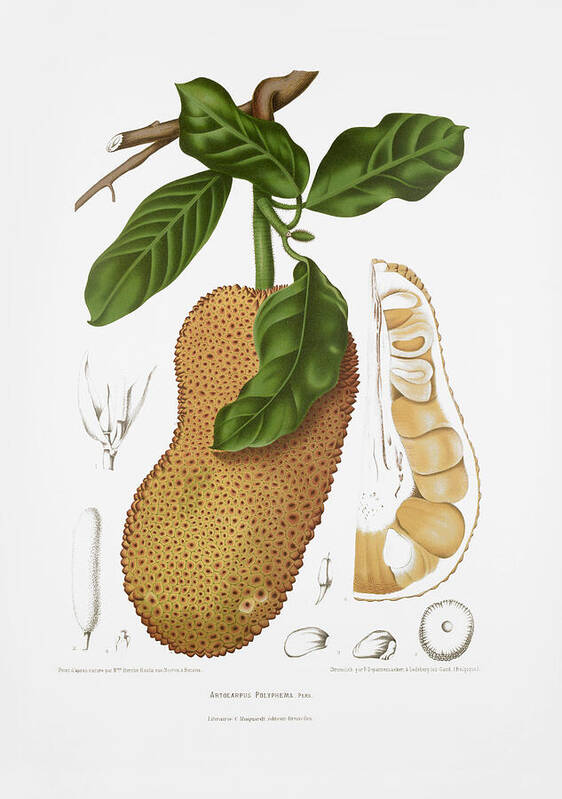 Antique Plant Illustration Poster featuring the drawing Vintage botanical illustrations - Chempedak tree by Madame Berthe Hoola van Nooten