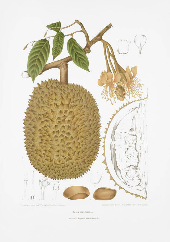 Vintage Fruit Illustration Poster featuring the drawing Vintage botanical illustrations - Durian by Madame Berthe Hoola van Nooten