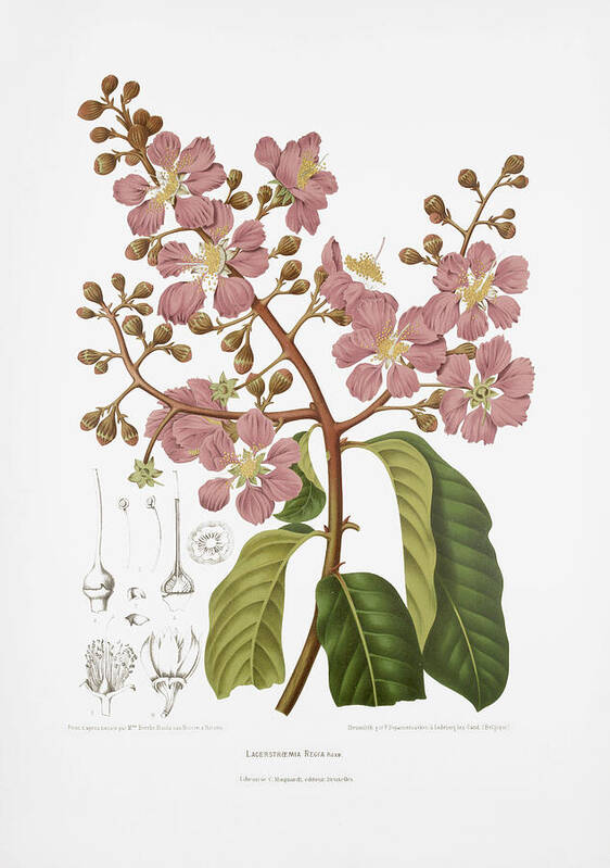 Vintage Flower Illustration Poster featuring the drawing Vintage botanical illustrations - Giant crepe-myrtle tree by Madame Berthe Hoola van Nooten