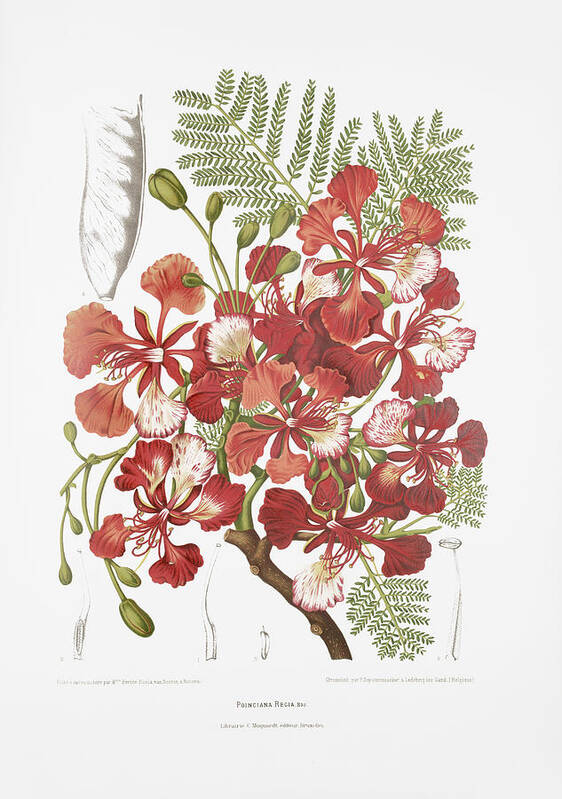 Vintage Plant Illustration Poster featuring the drawing Vintage botanical illustrations - Royal poinciana tree by Madame Berthe Hoola van Nooten