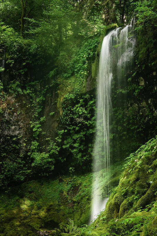 Beauty In Nature Poster featuring the photograph Waterfall in Mossy Glen by Oscar Gutierrez