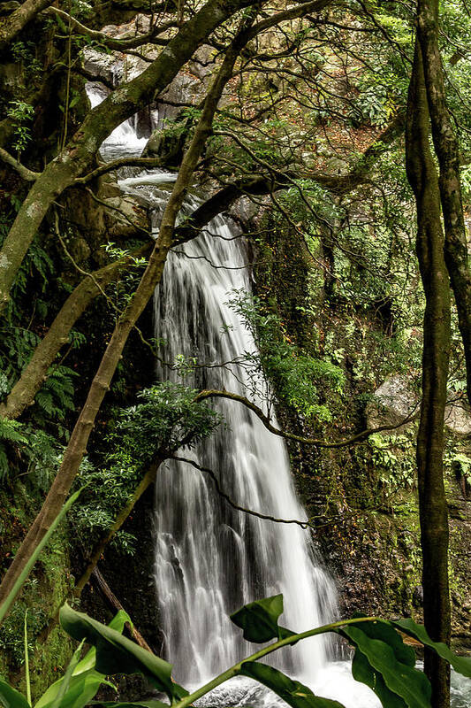 Waterfall Poster featuring the photograph Waterfall in the Woods by Denise Kopko