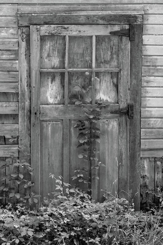 Black And White Barn Poster featuring the photograph Weathered Wood Barn Door with Vine by David Letts