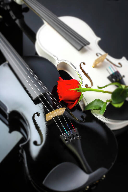 Violin Poster featuring the photograph White And Black Violin With Red Rose by Garry Gay