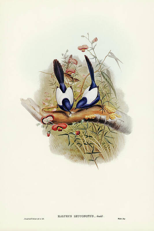 White-backed Superb Warbler Poster featuring the drawing White-backed Superb Warbler, Malurus leuconotus by John Gould