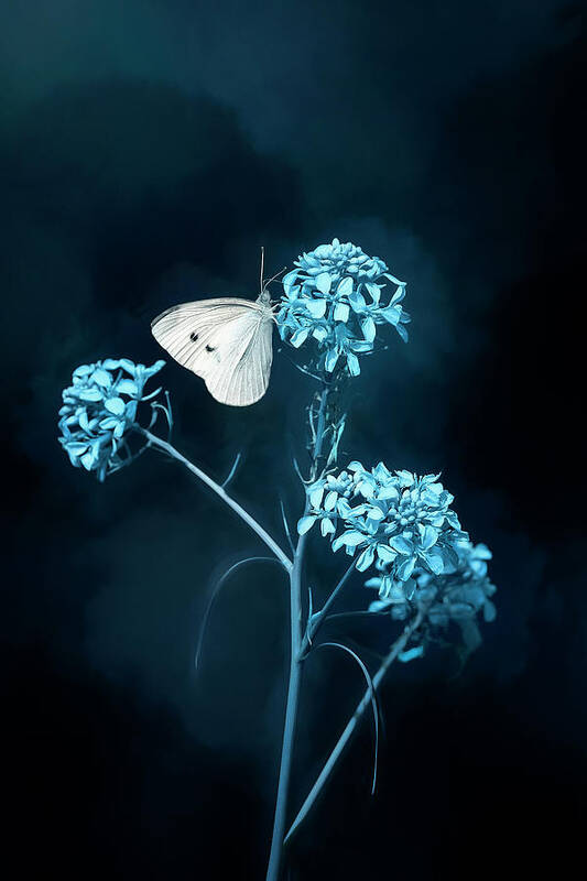 Flower Poster featuring the photograph White Butterfly on Blue Flower by Deborah Penland