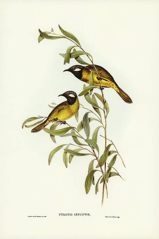 White-eared Honey-eater Poster featuring the drawing White-eared Honey-eater, Ptilotis leucotis by John Gould