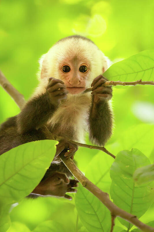 Capuchin Monkey Poster featuring the photograph White-faced capuchin monkey baby by Roeselien Raimond