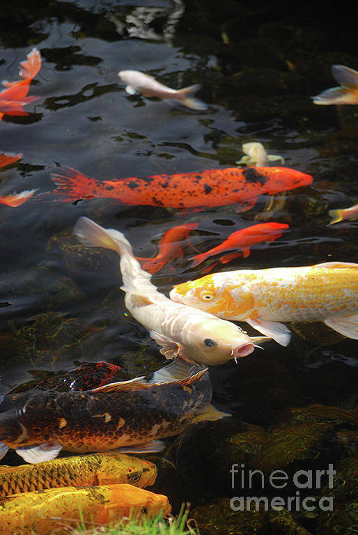 Photography Poster featuring the photograph White Koi by Stephanie Gambini