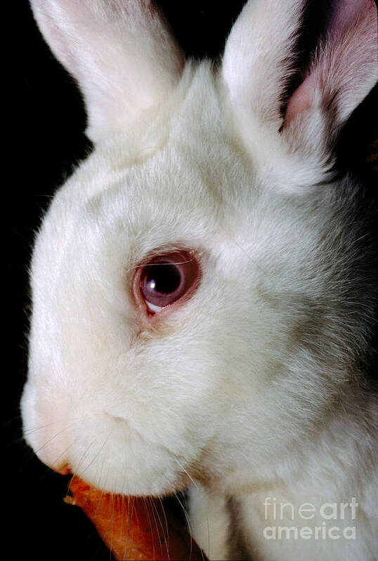 white domestic rabbit with red eyes Stock Photo