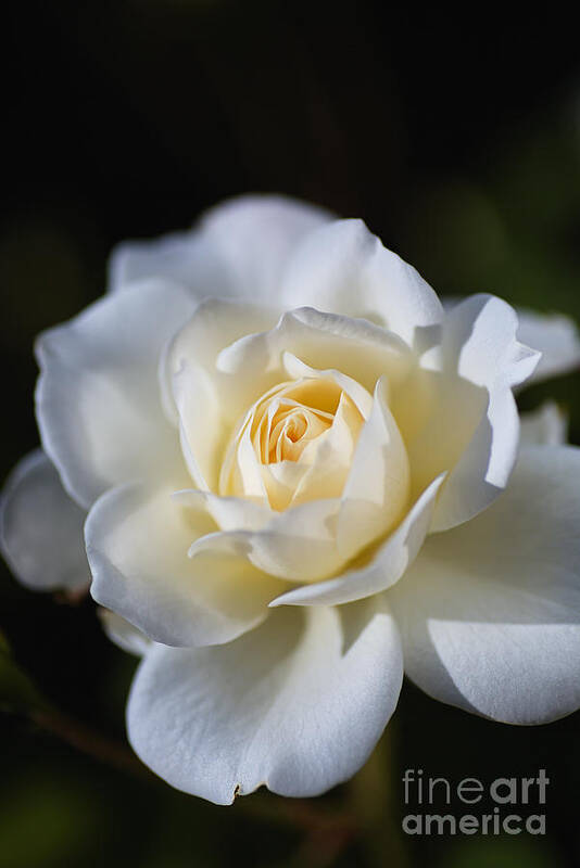 Floribunda Rose Poster featuring the photograph White Soft Rose by Joy Watson