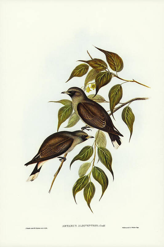 White-vented Wood Swallow Poster featuring the drawing White-vented Wood Swallow, Artamus albiventris by John Gould