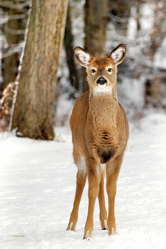 Deer Poster featuring the photograph Whitetail in Snow by Christina Rollo