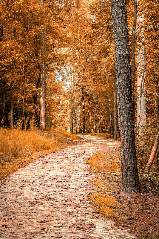 Fall Poster featuring the photograph Winding Trail by Rick Nelson