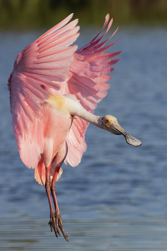 Roseate Spoonbill Poster featuring the photograph Wings up, neck out by RD Allen