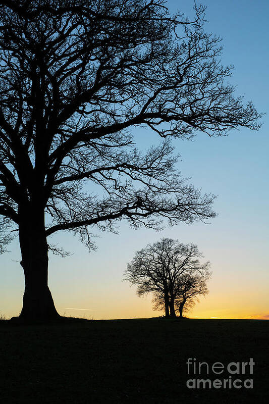 Oak Tree Poster featuring the photograph Winter Oaks at Dusk by Tim Gainey