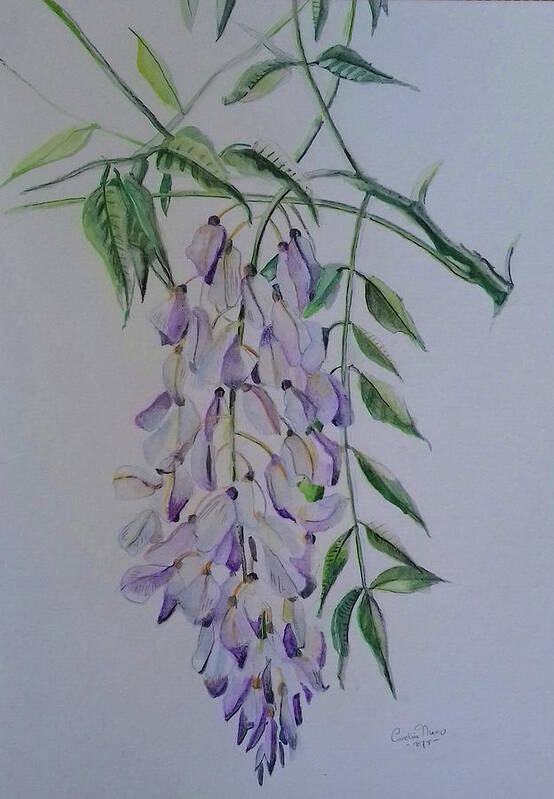 Wisteria Poster featuring the drawing Wisteria by Carolina Prieto Moreno