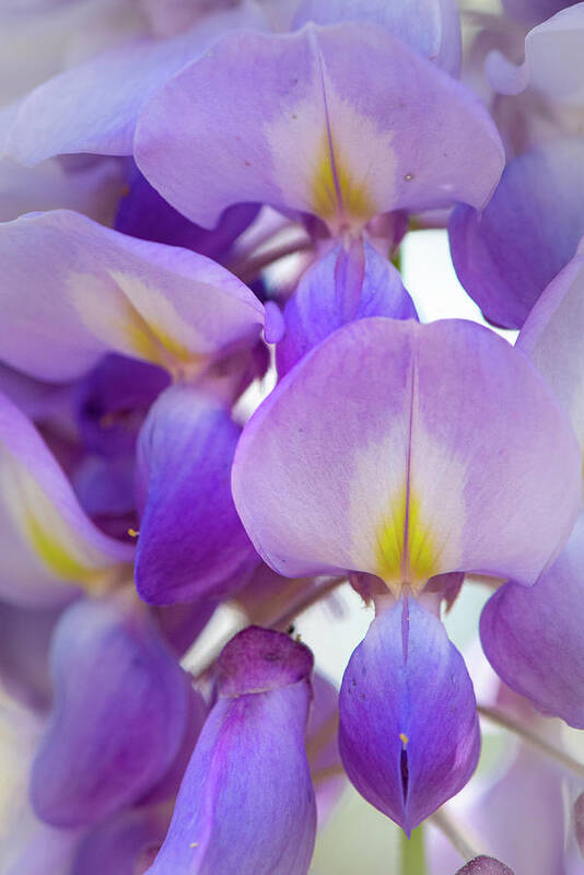 Wisteria Poster featuring the photograph Wisteria Close Up by Karen Rispin