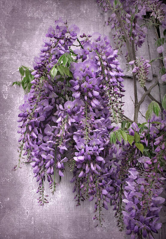 Wisteria Poster featuring the photograph Wistful Wisteria by Jessica Jenney