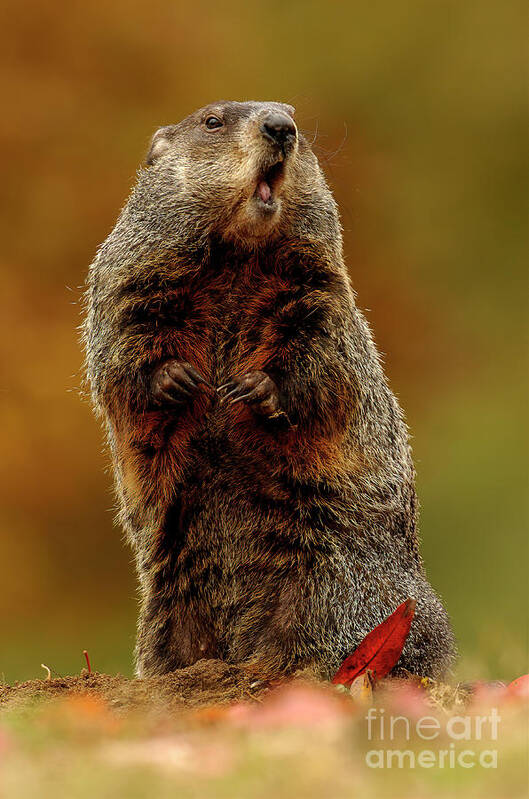 Autumn Poster featuring the photograph Woodchuck in Autumn MA7722 by Mark Graf