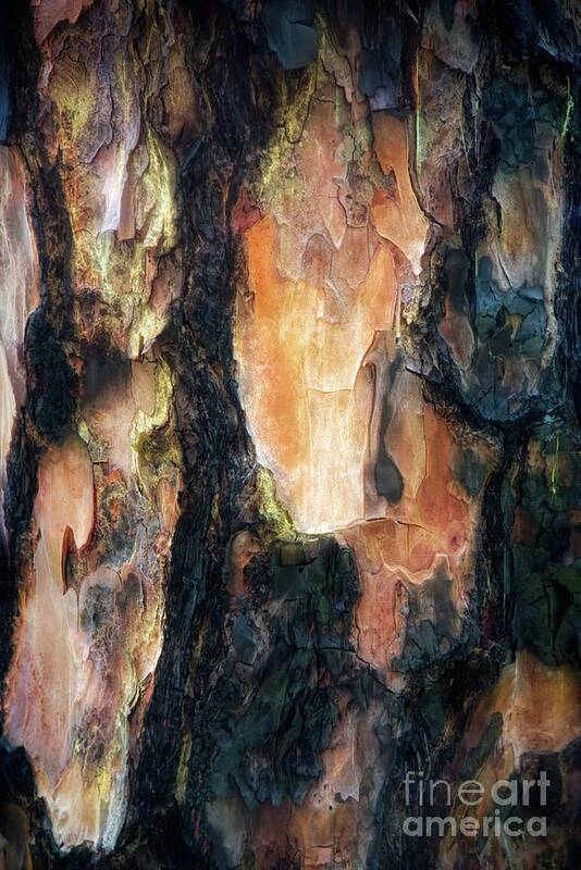 Bark Poster featuring the photograph Wooden Nature by Alison Belsan Horton