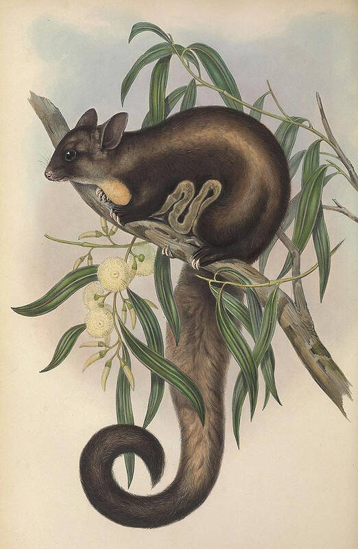 Australia Poster featuring the drawing Yellow Bellied Glider by John Gould