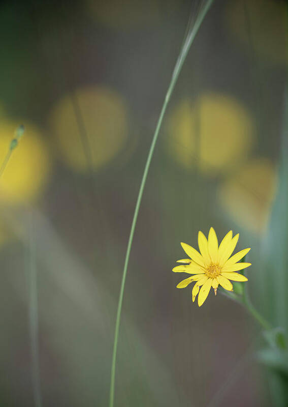 Daisy Poster featuring the photograph Yellow Daisy Close-up by Karen Rispin