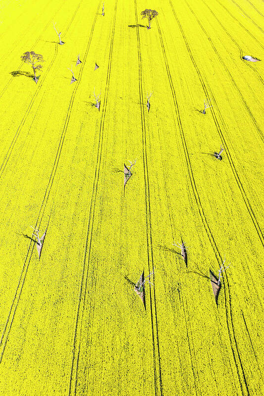 Green Poster featuring the photograph Yellow Field by Ari Rex