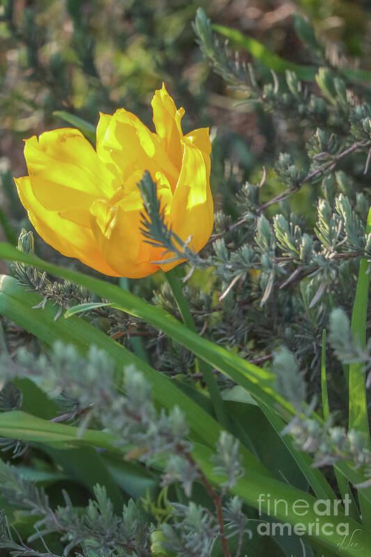 Tulip Poster featuring the photograph Yellow Light by D Lee