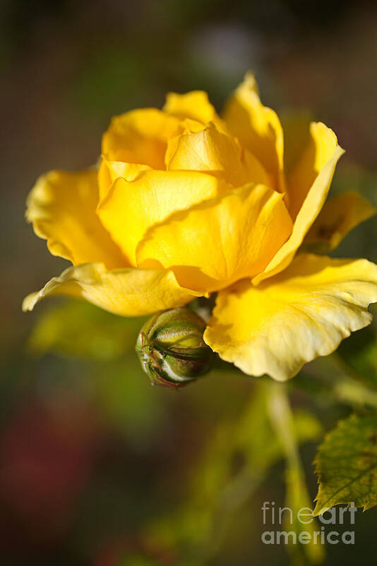 Yellow Rose Poster featuring the photograph Yellow Rose Hugging Bud by Joy Watson