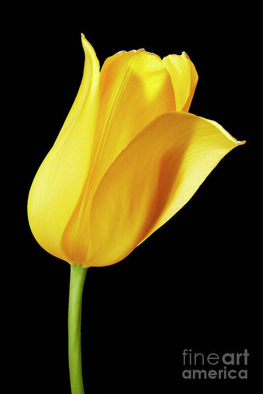 Tulips Poster featuring the photograph Yellow tulip by Tony Cordoza