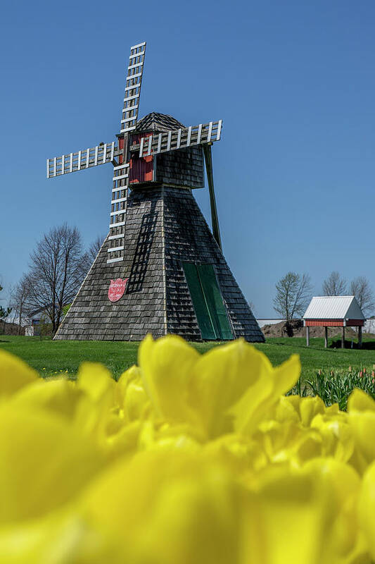 Flowers Poster featuring the photograph Yellow Tulips by Scott Wood