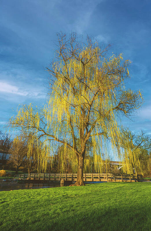 Yellow Poster featuring the photograph Yellow Weeping Willow Portrait by Jason Fink