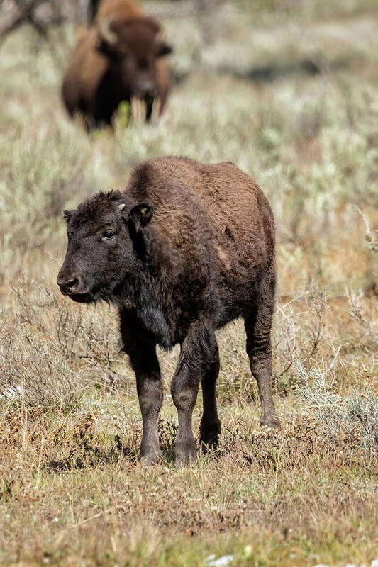 Bison Poster featuring the photograph Young Bison at Yellowstone by Belinda Greb