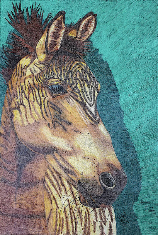 Zorse Breed Poster featuring the drawing Zorse Horse by Equus Artisan