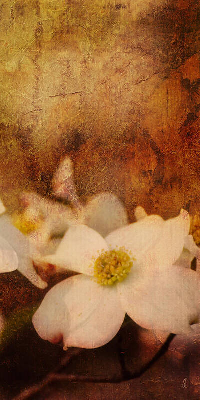 Antique Poster featuring the photograph Dogwood IV by Jai Johnson
