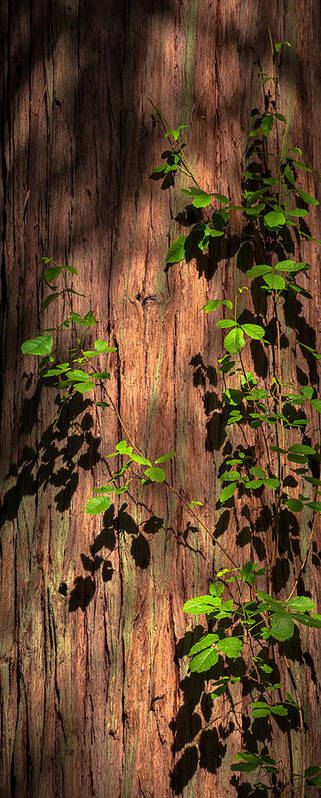 Bushes Poster featuring the photograph Poison-Oak on Incense Cedar by Alexander Kunz