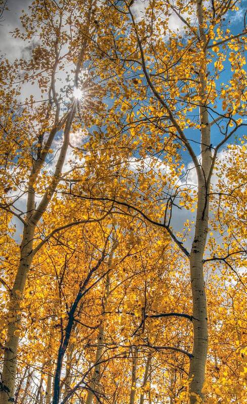 Aspen Trees Poster featuring the photograph Aspens by Tam Ryan