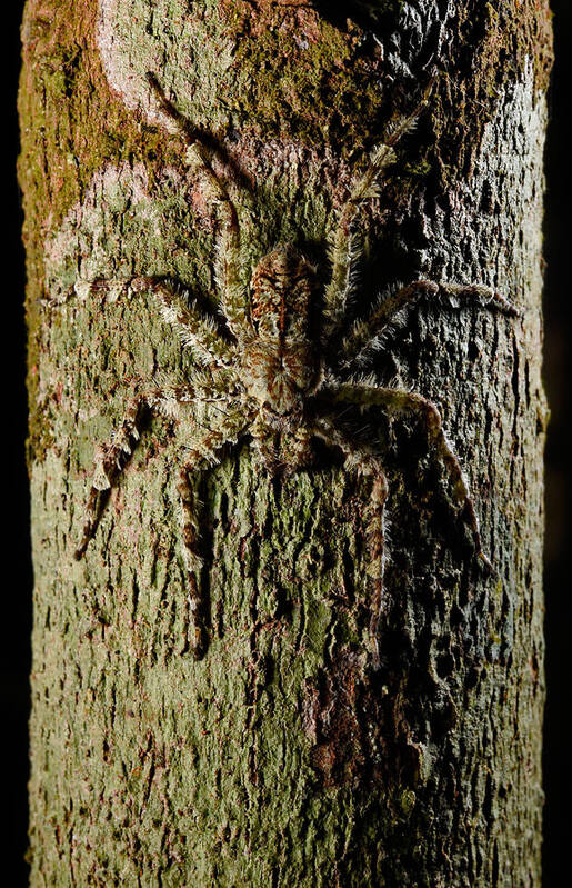 Animal Poster featuring the photograph Bark Spider #1 by Francesco Tomasinelli