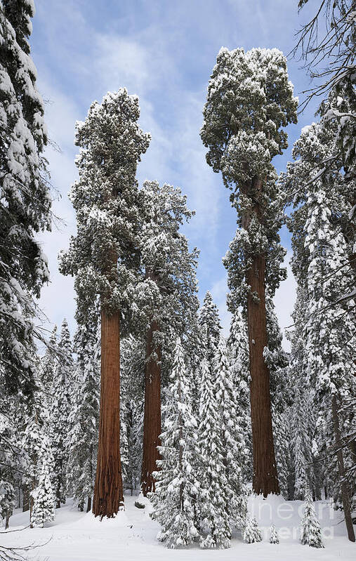 Giant Sequoia Poster featuring the photograph Giant Sequoias #1 by Gregory G. Dimijian, M.D.